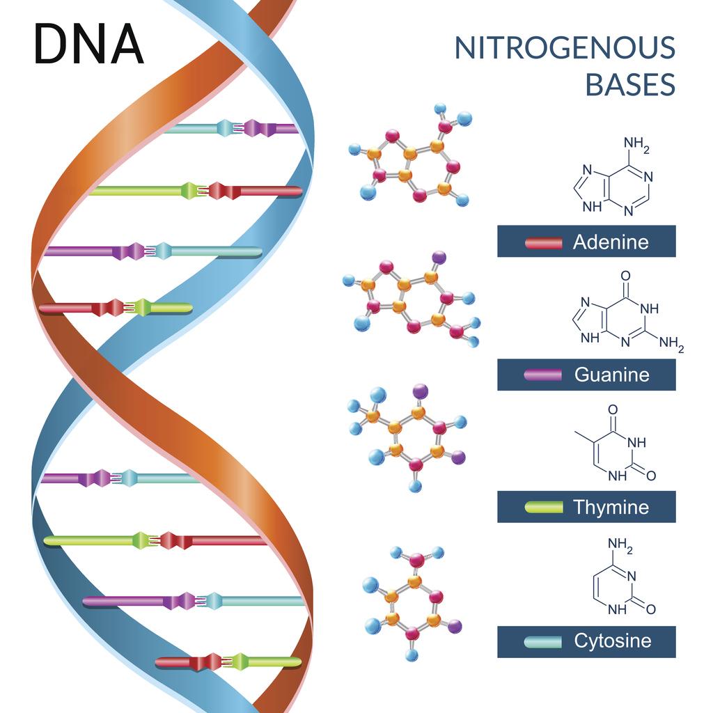 What is the full form of DNA?